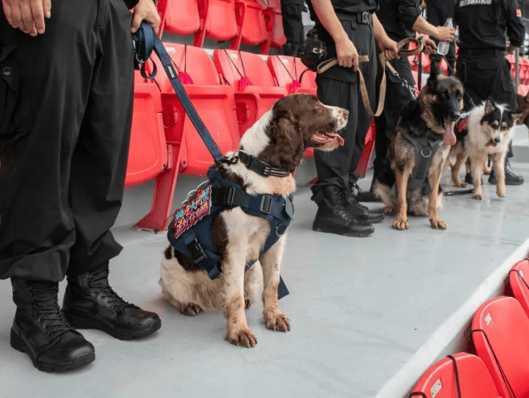 “汪汪队”的“苏超”赛场安保日记